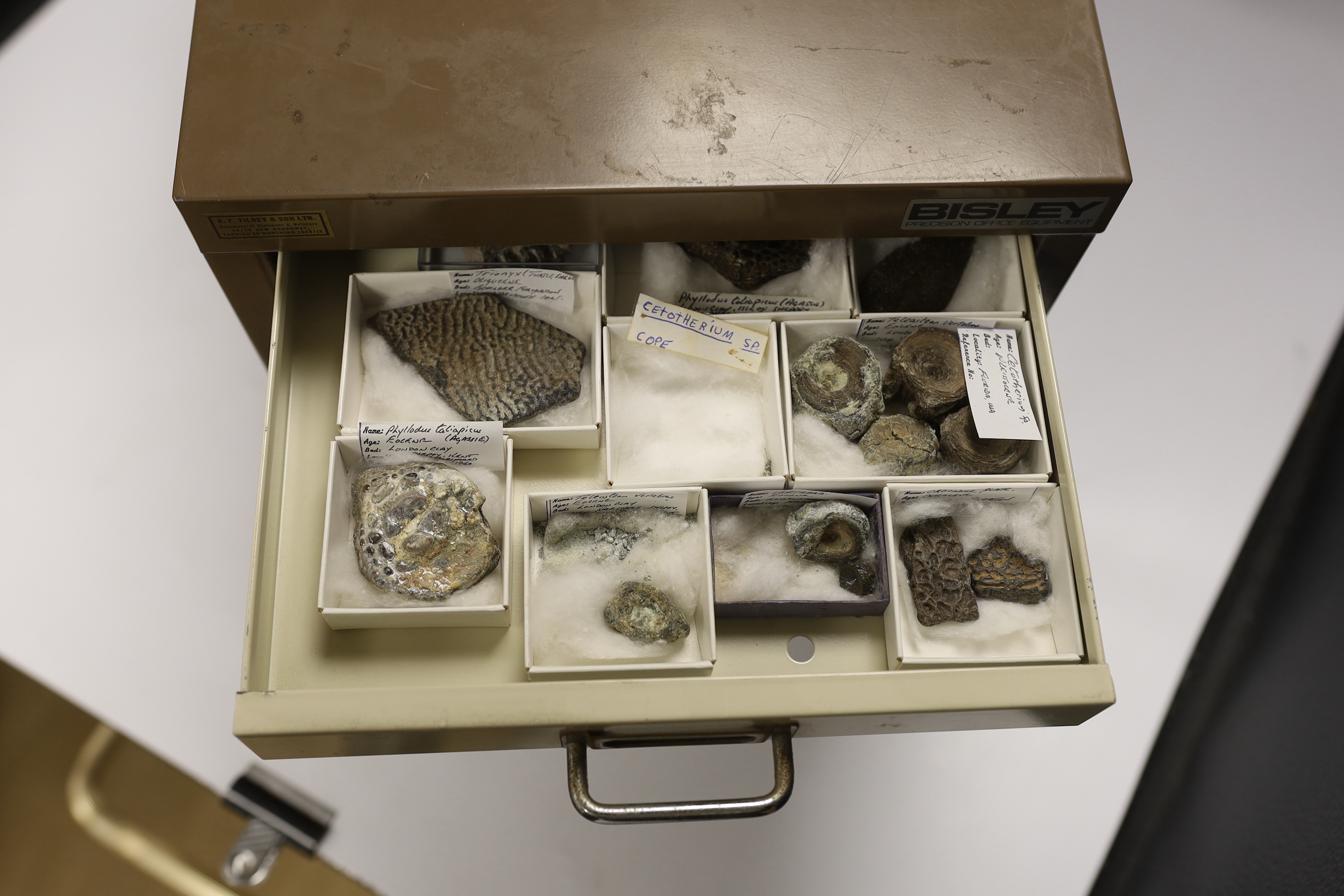 Fossil fish interest; a Bisley eight drawer cabinet containing a collection of seventeen fossil fish on matrix including Knightia from the Green River Formation Wyoming, together with fossilised vertebrae, fossil insects
